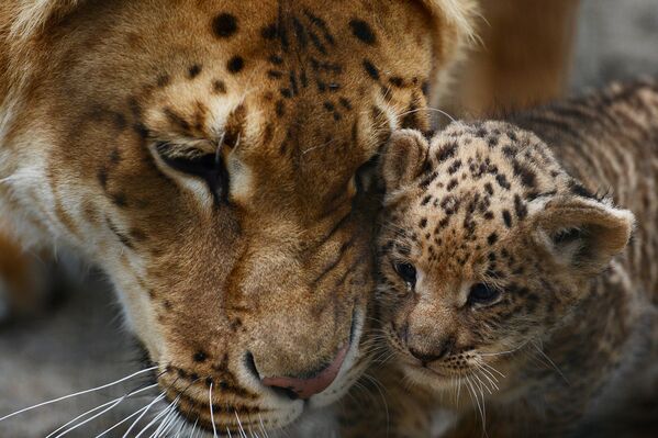Baby Liligers Pose for First Photo Shoot at Novosibirsk Zoo - Sputnik International