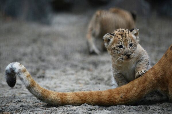 Baby Liligers Pose for First Photo Shoot at Novosibirsk Zoo - Sputnik International