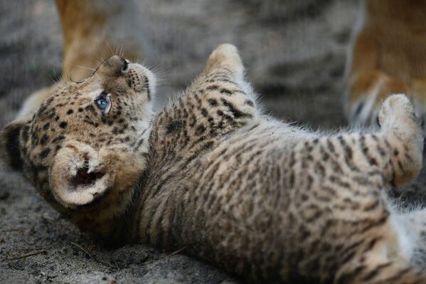 Baby Liligers Pose for First Photo Shoot at Novosibirsk Zoo - Sputnik International