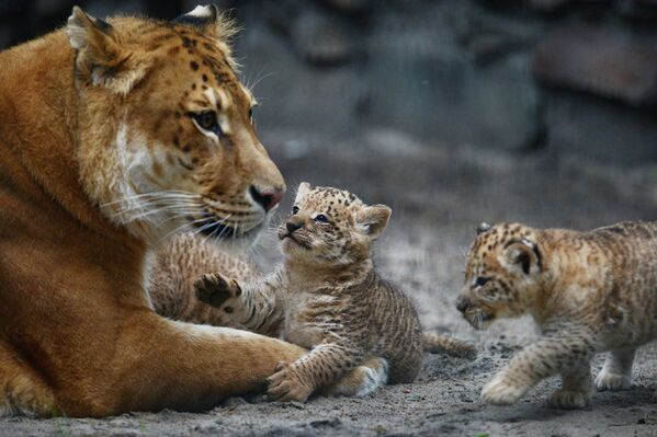 Baby Liligers Pose for First Photo Shoot at Novosibirsk Zoo - Sputnik International