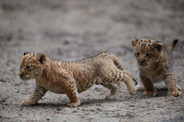 Baby Liligers Pose for First Photo Shoot at Novosibirsk Zoo - Sputnik International