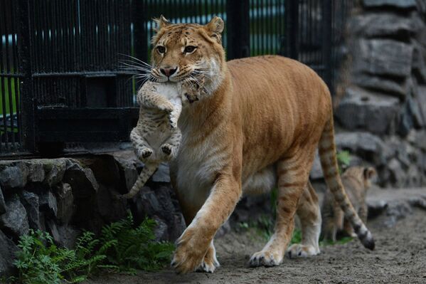 Baby Liligers Pose for First Photo Shoot at Novosibirsk Zoo - Sputnik International