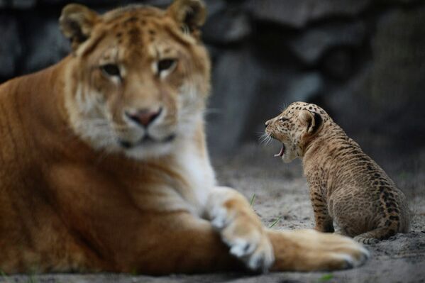 Baby Liligers Pose for First Photo Shoot at Novosibirsk Zoo - Sputnik International