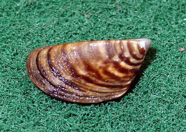 First described by German-Russian scientist Peter Pallas in 1769 in a Ural River tributary, the zebra mollusk has spread across Europe and North America - Sputnik International