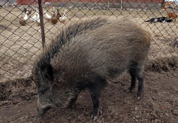 A wild boar is pictured in Kaliningrad, Russia. - Sputnik International