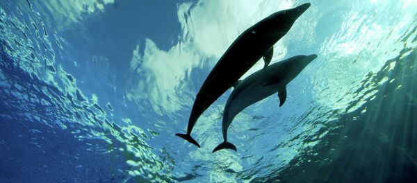 Oil spilled from a crashed Bangladeshi tanker is threatening the world's biggest Sundarbans mangrove forest, rare Irrawaddy dolphins, Bengal tigers and other wild life. Oil spilled from a crashed Bangladeshi tanker is threatening the world's biggest Sundarbans mangrove forest, rare Irrawaddy dolphins, Bengal tigers and other wild life. - Sputnik International