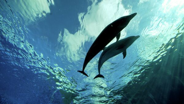 The controversial six-month long dolphin hunting season began in Japan - Sputnik International