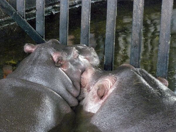 Europe’s Oldest Hippo Dies in Kaliningrad Zoo - Sputnik International