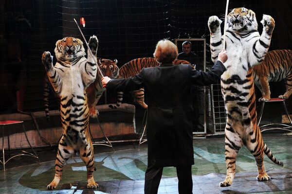 Tigers: Under Threat of Extinction - Sputnik International