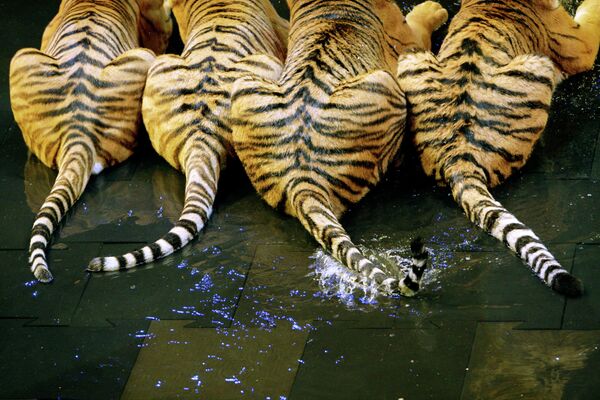 Tigers: Under Threat of Extinction - Sputnik International