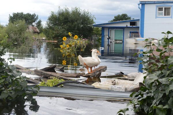 Life in Russia’s Flood-Hit Amur Region Life in Russia’s Flood-Hit Amur Region - Sputnik International