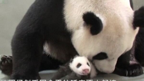 Baby Panda, Born a Month Ago, Reintroduced to Her Mother at Taipei Zoo - Sputnik International