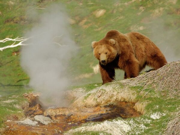 Russian Rangers Get ‘License to Kill’ Bolder Brown Bears - Sputnik International