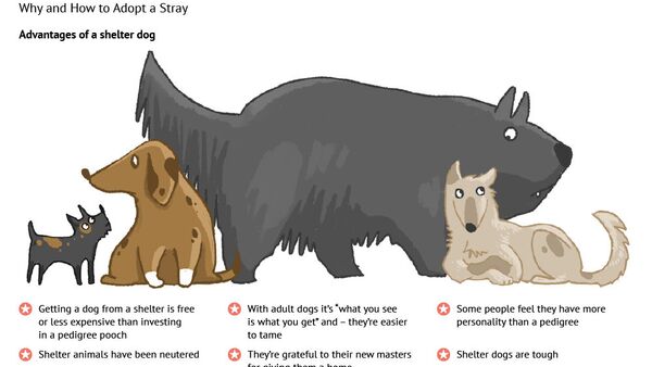 Your Guide to Adopting a Shelter Dog - Sputnik International