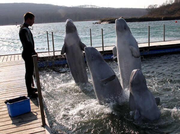 Beluga whales undergo training in Paris Bay near Russia's Russki Island. - Sputnik International