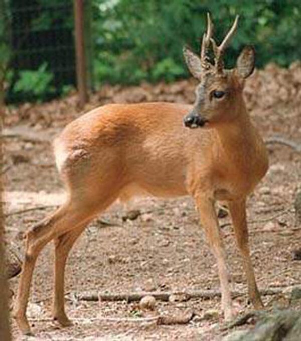 Russian Poacher Fined $40,000 for Killing Deer in Sanctuary Russian Poacher Fined $40,000 for Killing Deer in Sanctuary - Sputnik International