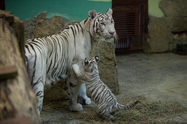 A Bengal Tiger and Her Cubs in Russia’s Yekaterinburg Zoo - Sputnik International