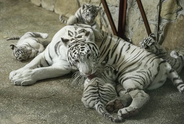 A Bengal Tiger and Her Cubs in Russia’s Yekaterinburg Zoo - Sputnik International