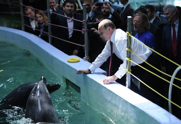 Putin Feeds Dolphins, Shakes 'Hands' With Walrus in Vladivostok - Sputnik International