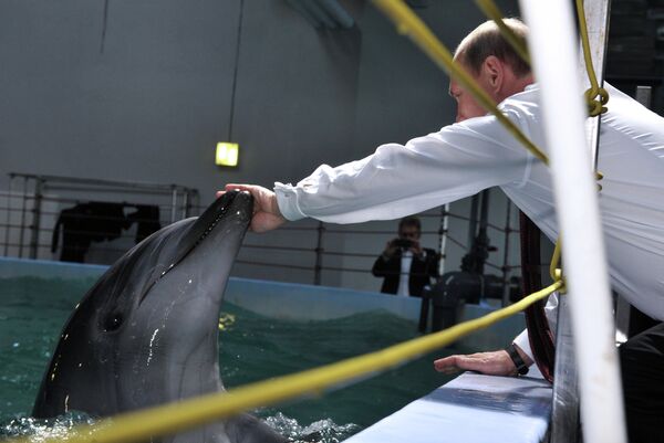 Putin Feeds Dolphins, Shakes 'Hands' With Walrus in Vladivostok - Sputnik International