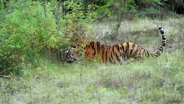 Kuzya, a Siberian tiger released into the wild by Vladimir Putin, returned to Russian soil. - Sputnik International