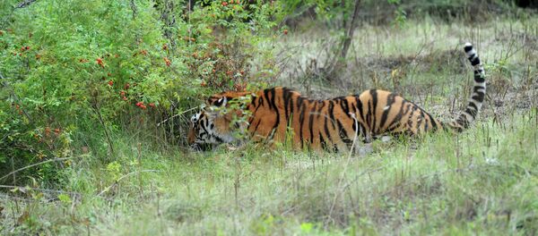 Kuzya, a Siberian tiger released into the wild by Vladimir Putin, returned to Russian soil. Kuzya, a Siberian tiger released into the wild by Vladimir Putin, returned to Russian soil. - Sputnik International
