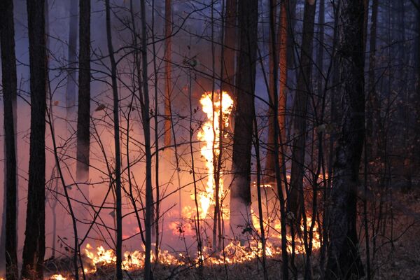 Forest fire in the Siberian republic of Buryatia - Sputnik International