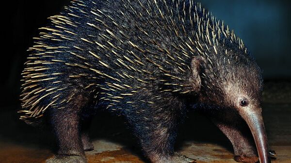 Smol, the tiny endangered echidna, or spiny anteater - Sputnik International