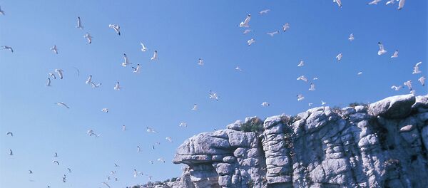 Birds Birds - Sputnik International