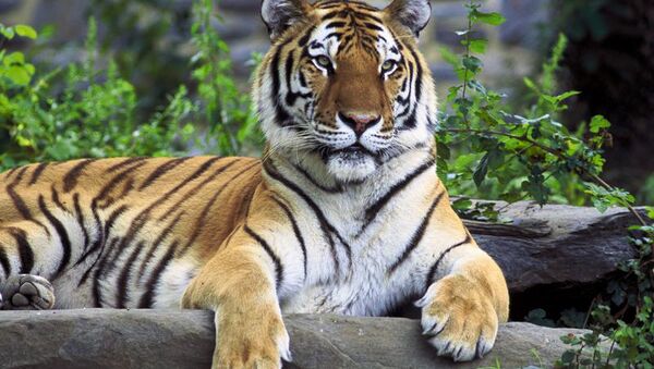 Amur Tigers, Lotuses and Other Wonders of Russia’s Khabarovsk Region - Sputnik International
