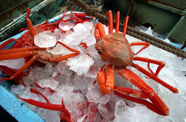 Crabs are seen chilled in Nakhodka, Russia, in 2009. - Sputnik International
