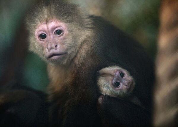 В Екатеринбургском зоопарке родился детеныш обезьяны-капуцина - Sputnik International