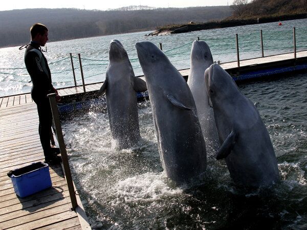 Best Photos by Prize-Winners of Russia’s Patriots Contest Best Photos by Prize-Winners of Russia’s Patriots Contest - Sputnik International