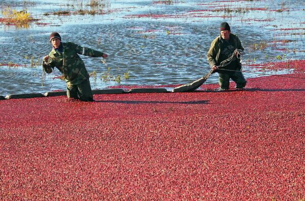 Cranberry Harvest in Belarus - Sputnik International