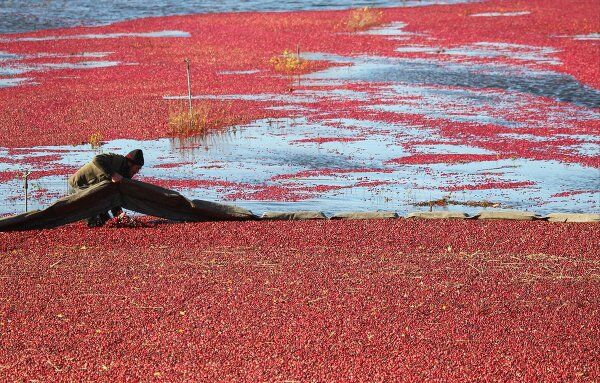 Cranberry Harvest in Belarus - Sputnik International