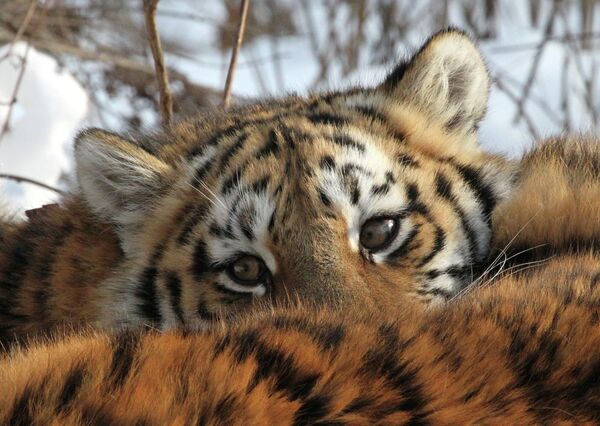 Tigers Emerge From Taiga in Russian Far East, Scaring Locals - Sputnik International