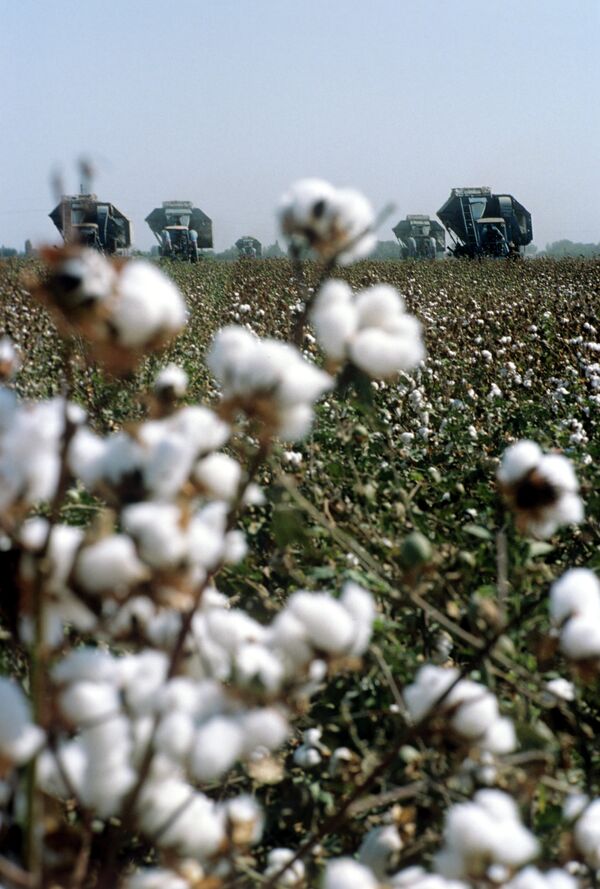 Russia could be a good market for the sale of cotton from Uzbekistan - Sputnik International
