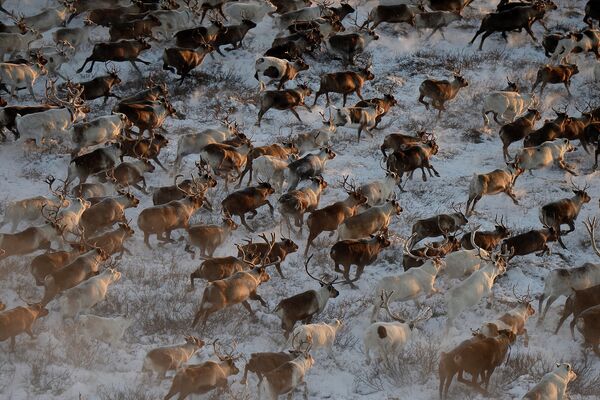 Helicpoters in Siberia Search for Missing Deer - Sputnik International