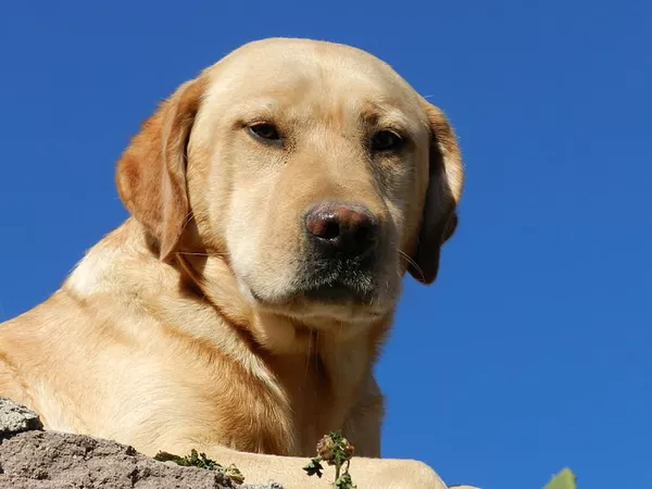 The suspect, who had a criminal record, told investigators he planned to eat the dog - Sputnik International