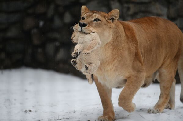 A lion and lioness reveal their two cubs to the public at the Novosibirsk zoo. - Sputnik International