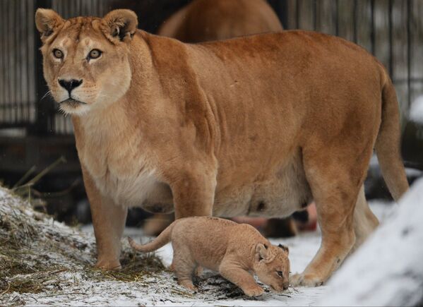 A lion and lioness reveal their two cubs to the public at the Novosibirsk zoo. - Sputnik International