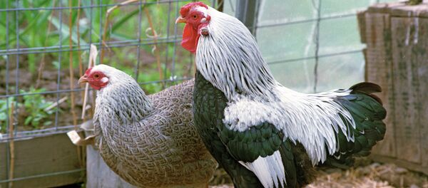 The bird flu has been detected in one of the farms in a small town to the east of the Hague. The bird flu has been detected in one of the farms in a small town to the east of the Hague. - Sputnik International