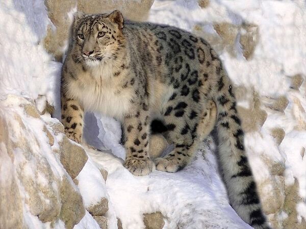 Snow leopards are on the global red list of endangered species - Sputnik International