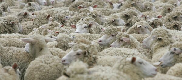 Sheep - Sputnik International