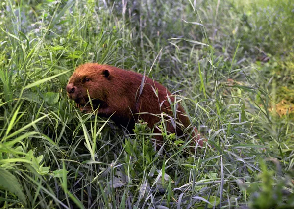 A beaver - Sputnik International