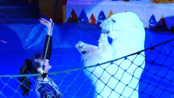 Trained Bears Amaze in Sochi - Sputnik International