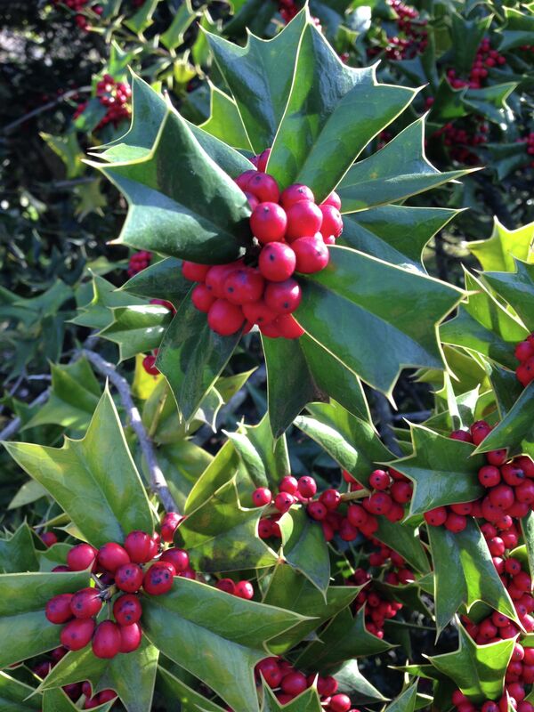 Chinese holly growing in the arboretum. Chinese and Japanese species are some of the most successful plants in the arboretum. Chinese holly growing in the arboretum. Chinese and Japanese species are some of the most successful plants in the arboretum. - Sputnik International