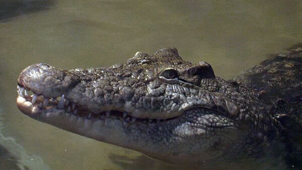 Animal attractions in Sochi: Yo-Yo the Crocodile, lemurs and marmosets - Sputnik International