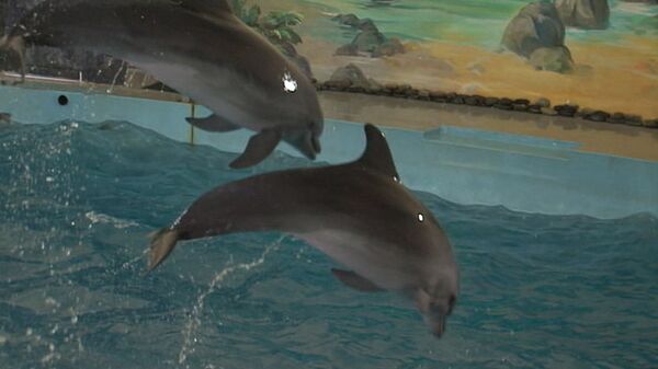 Black Sea Dolphins, Beluga Whale Thrill Sports Fans in Sochi - Sputnik International