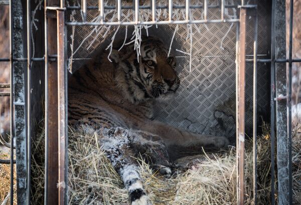 Crippled Amur tiger found in the Amur region - Sputnik International